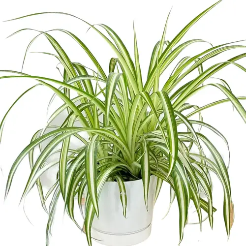 Spider Plant