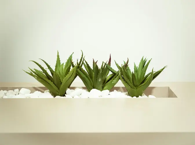 Aloe vera