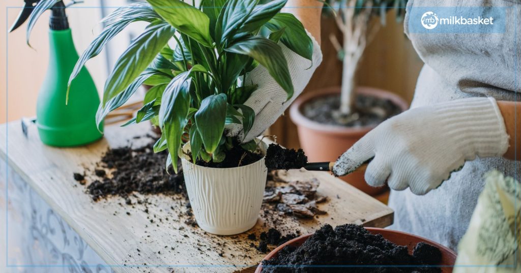 Woman engaging in horticultural therapy via plotting plants
