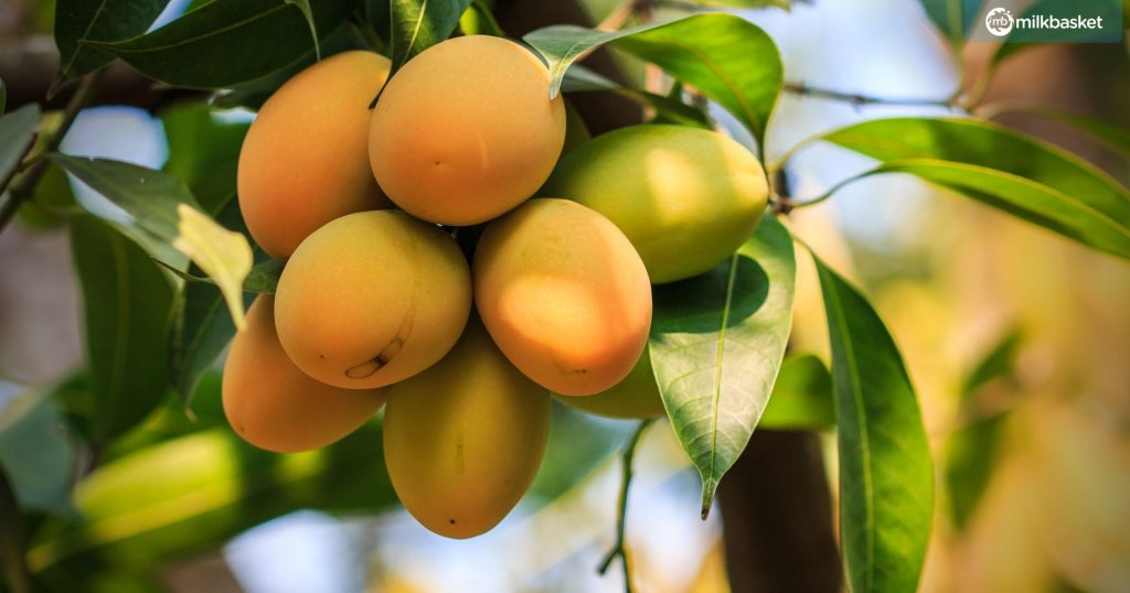 Marian Plum and Plum Mango bunch on a mango tree. Close up, blurred background