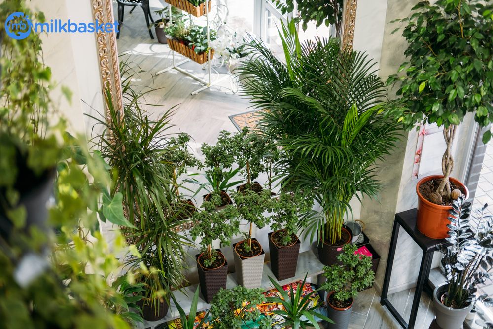 Making sustainable choices of installing indoor plants for air purification and aesthetics.