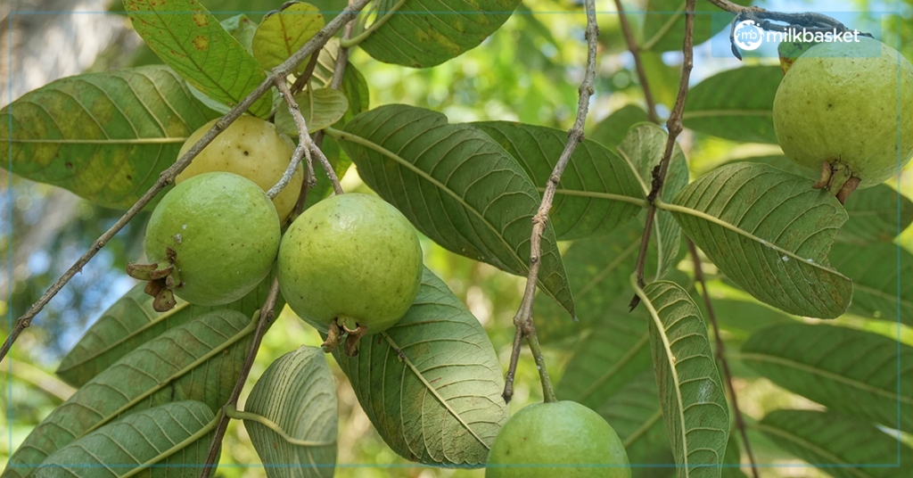 guavas are an essential winter fruit, rich in vitamin c