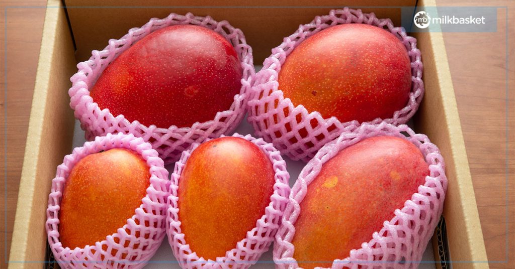 japanese ruby mangoes packed in net covering