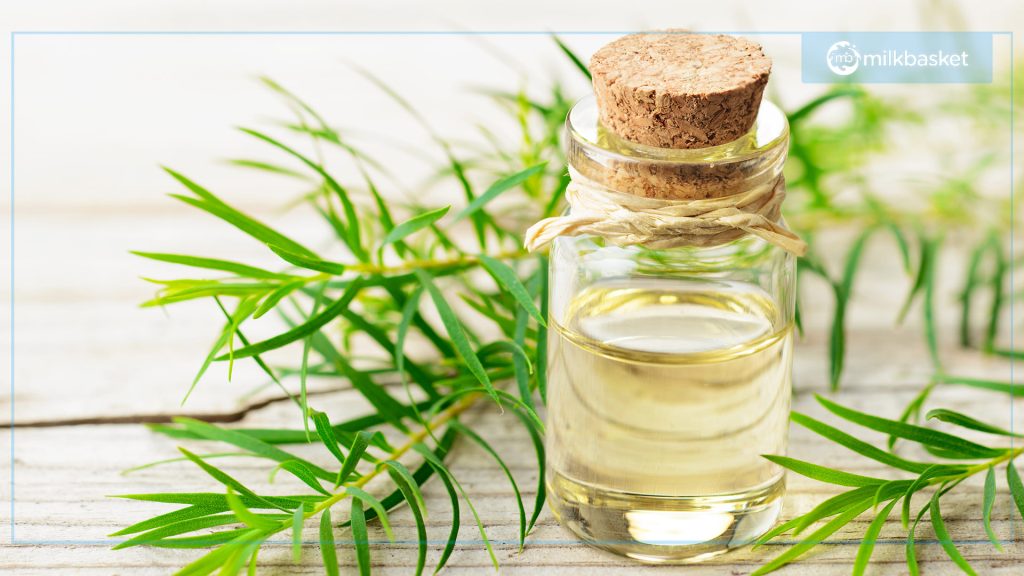 tea tree oil for acne treatment at home