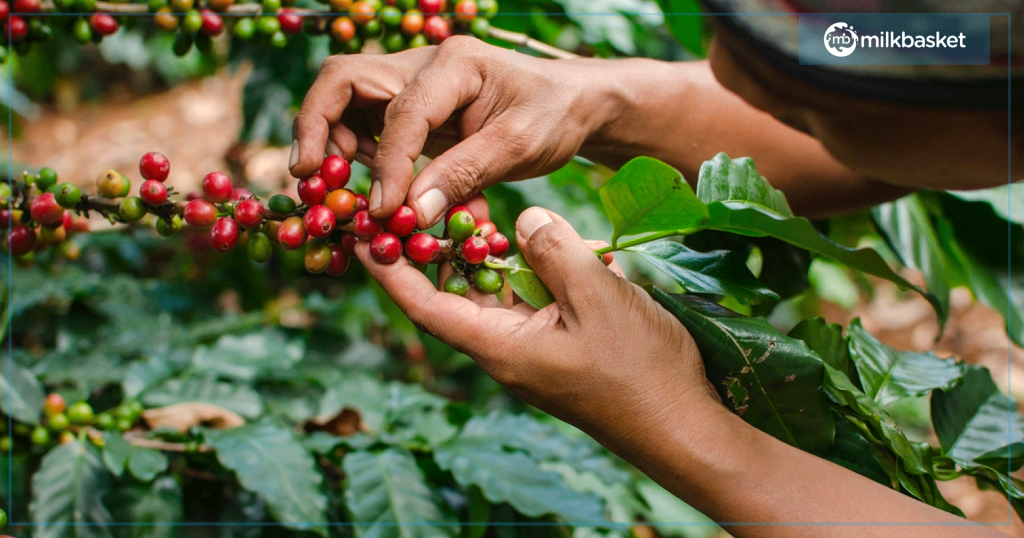 coffee is grown in various parts of the world