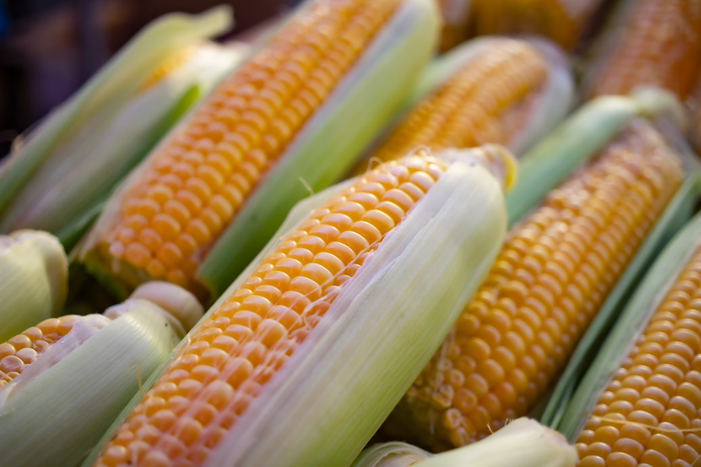 Fresh corn cobs with bright yellow kernels, showcasing the versatility and nutritional value of this grain.