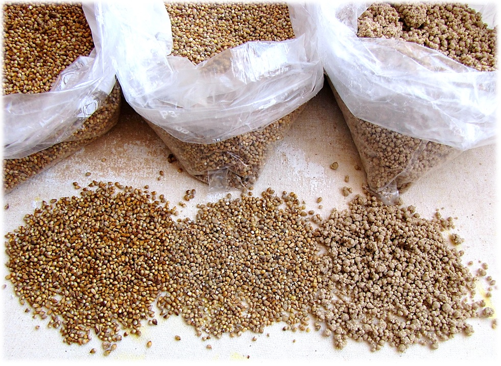 Millet seeds spread out on a surface, demonstrating the small, round grains that are rich in nutrients.