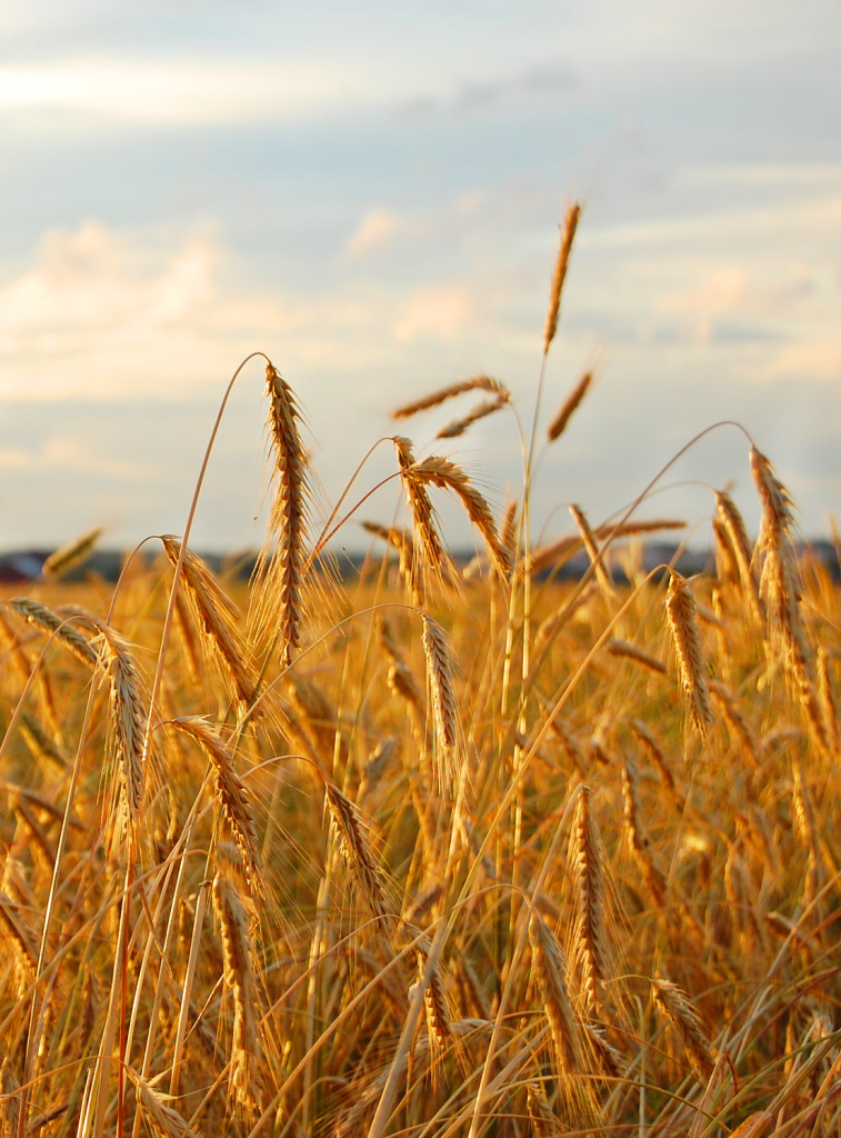 A rye field with tall, golden stalks swaying in the breeze, illustrating the hardiness and unique flavor of this grain.