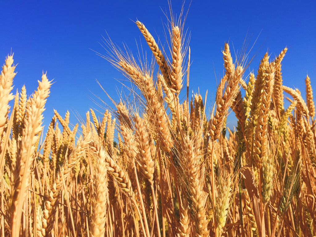 A golden wheat field under a clear blue sky, showcasing ripe grain ready for harvest.