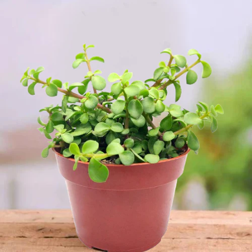 Small, lush green potted jade plant in a brown container, a refreshing and eco-friendly Friendship Day gift