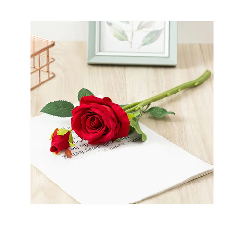 Single red rose lying on a white envelope, a classic and romantic Friendship Day gift