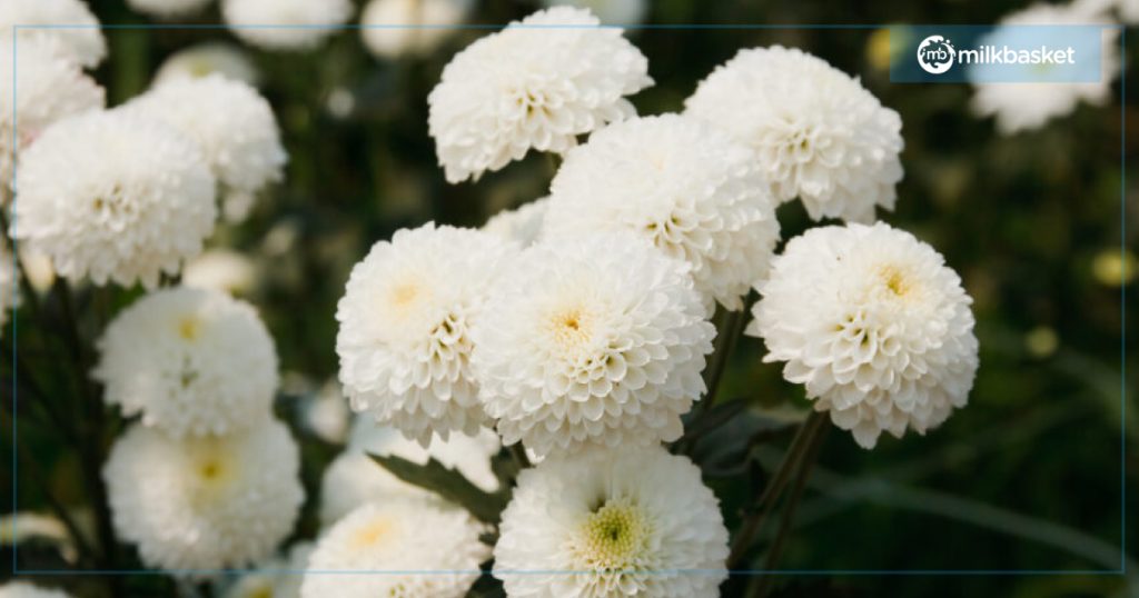 chrysanthemum or Sevanti