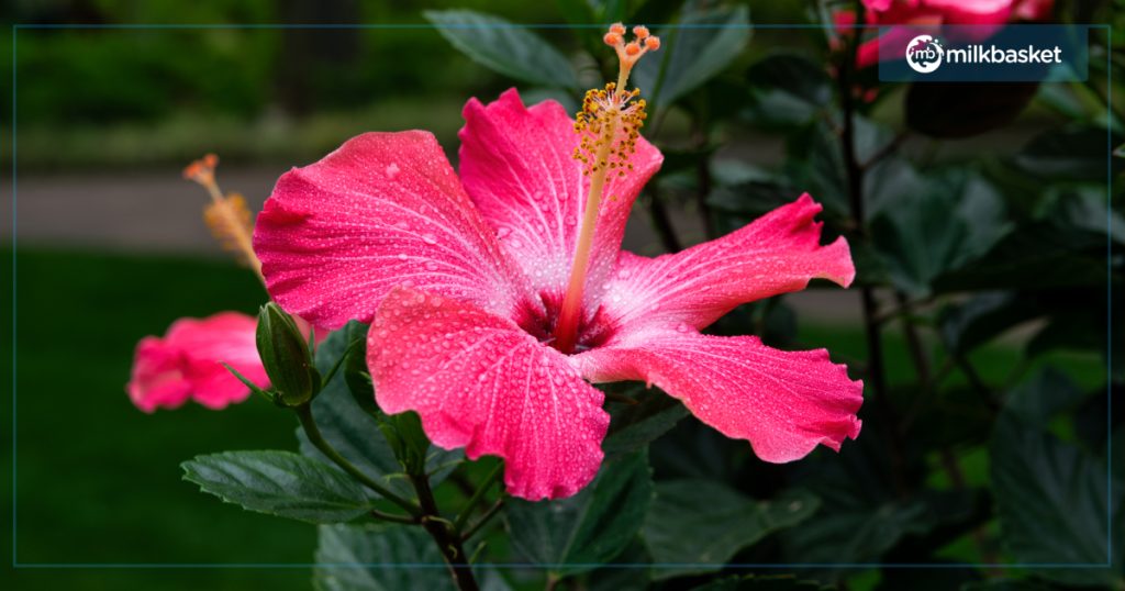 Hibiscus Flower