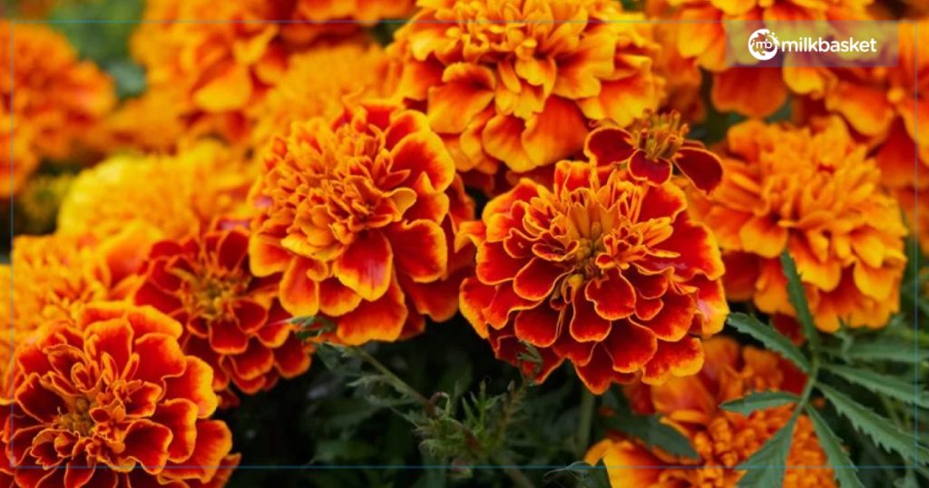 Marigold