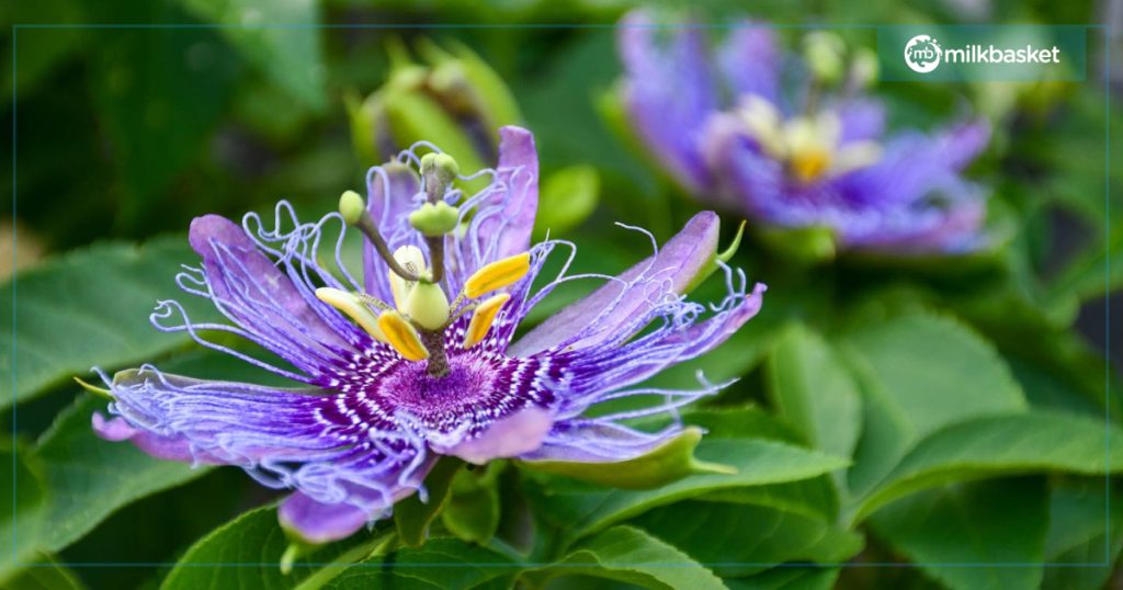 Passion Flower