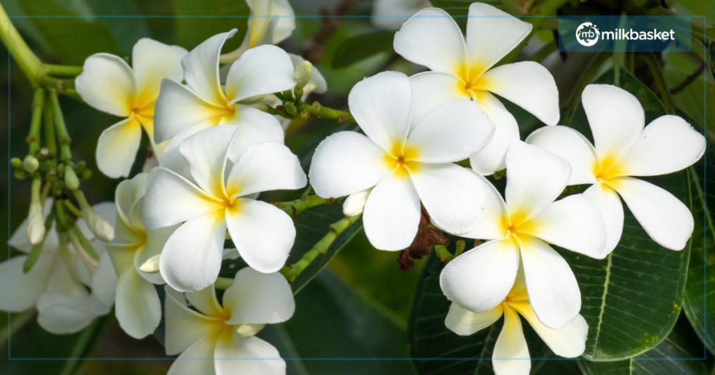 Plumeria or Champa