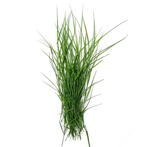 Fresh Durva grass  offered during the Ganesh puja rituals.