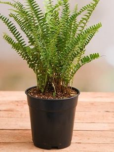 Boston Fern