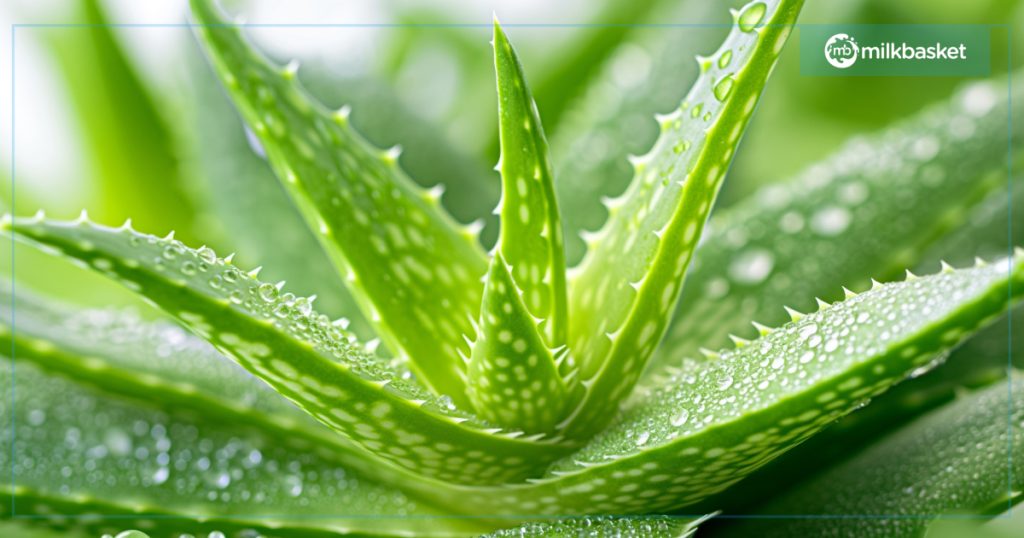 Aloe Vera Air Purifying Indoor Plants