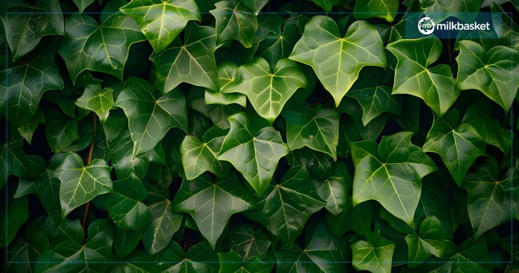 English Ivy