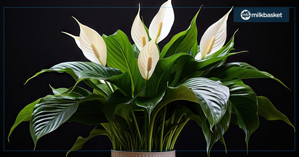 Peace Lily Air Purifying Indoor Plants