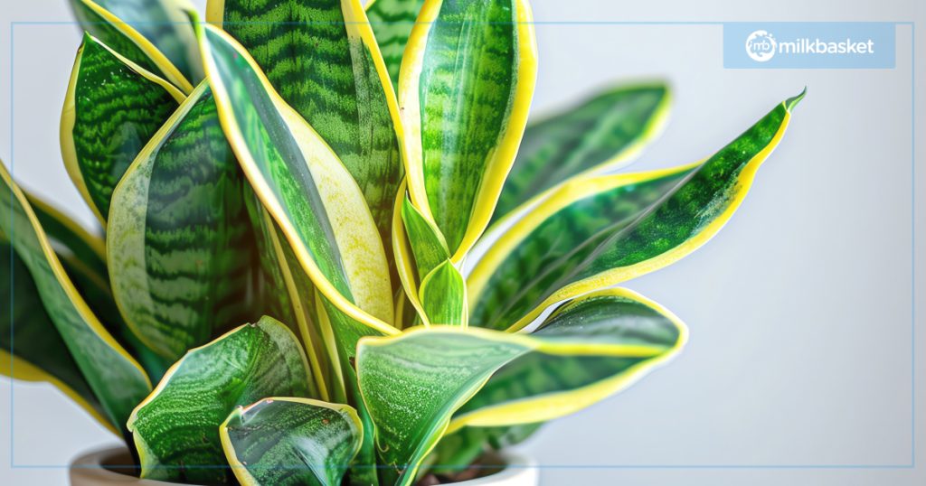 Snake Plant Air Purifying Indoor Plants